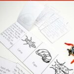 An image of Ladybug Life Cycle Worksheets for Kids