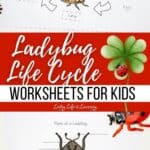 Two images of Ladybug Life Cycle Worksheets for Kids