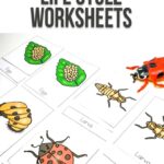 Ladybug Life Cycle Worksheets