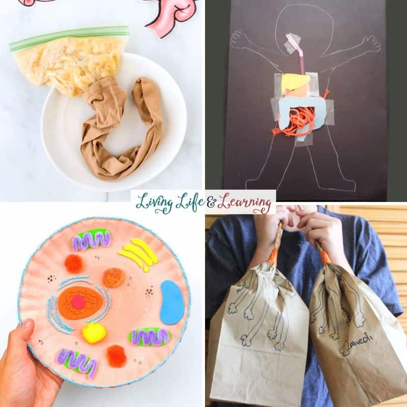 collage of Human Body Activities for Kids