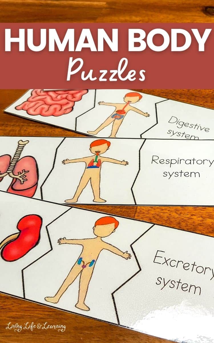 Human Body Puzzles