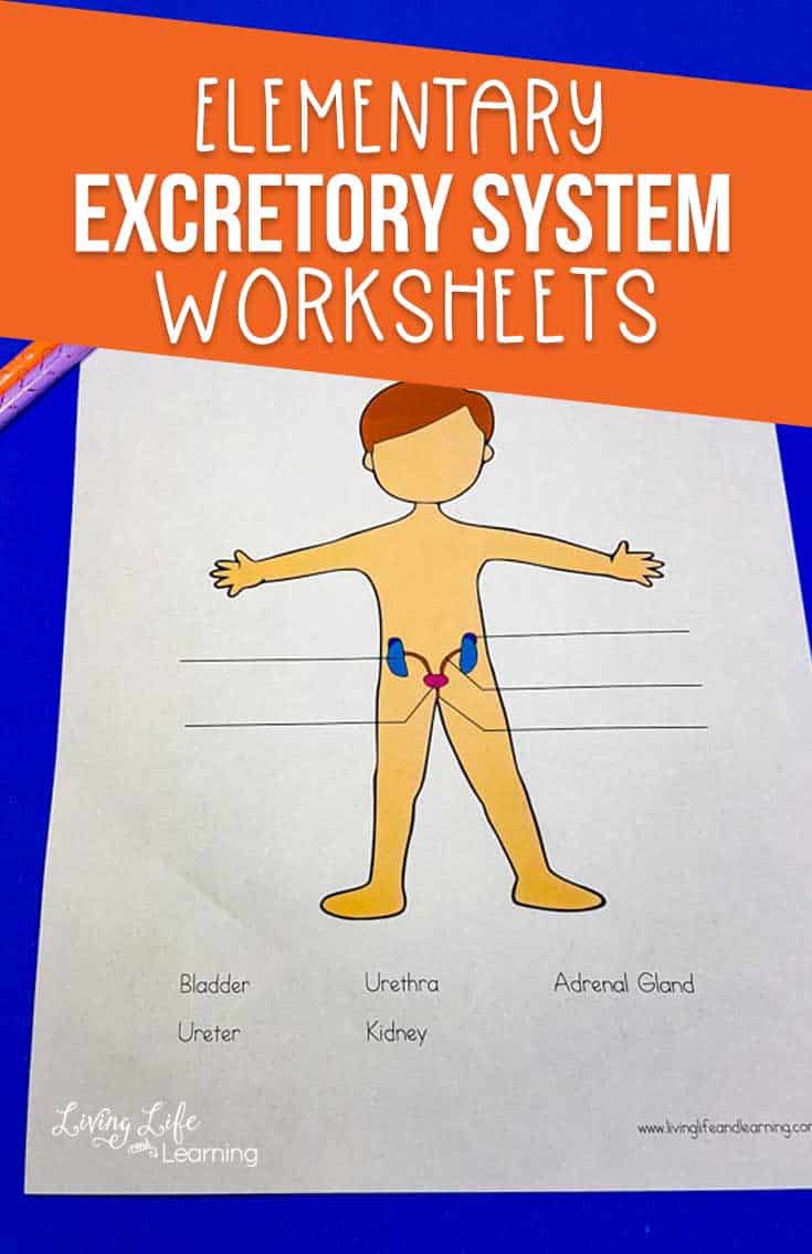 Excretory System Worksheets for Elementary Students