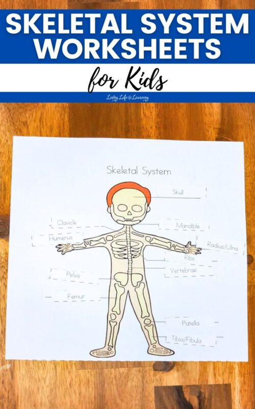Skeletal System Worksheets for Kids