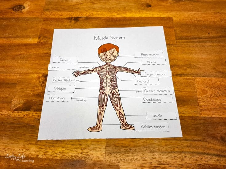 Elementary Muscular system printable