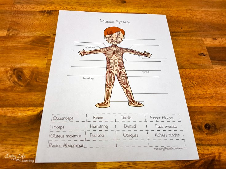 Elementary muscular system worksheets for kids