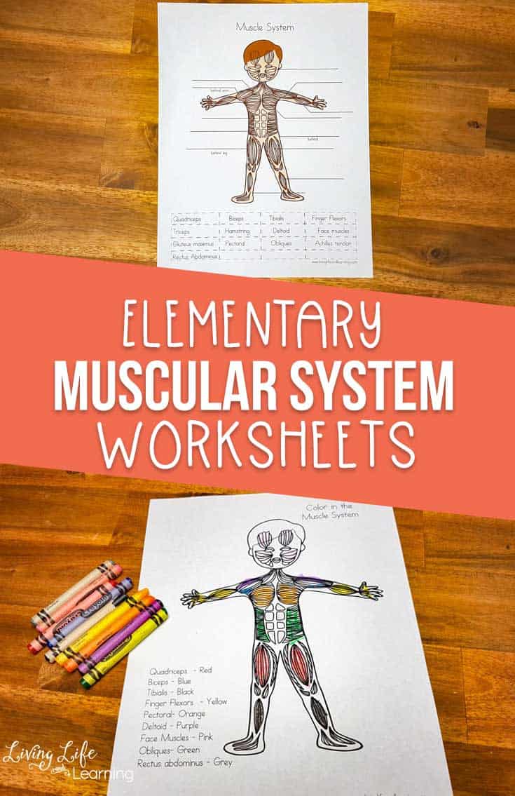 Muscular System Worksheets for Elementary Students