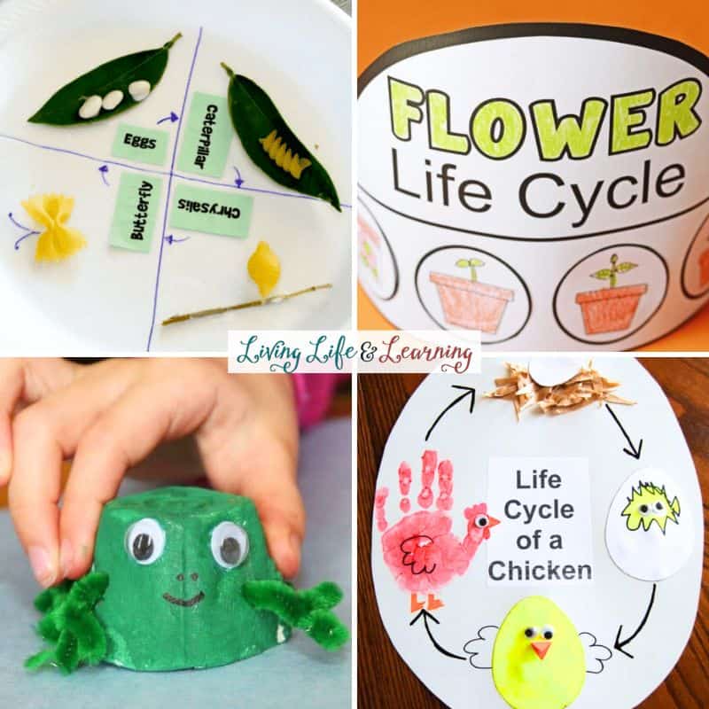 collage of Life Cycle Activities for Kids