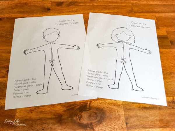 Elementary Endocrine System Worksheets: Human Body Printable