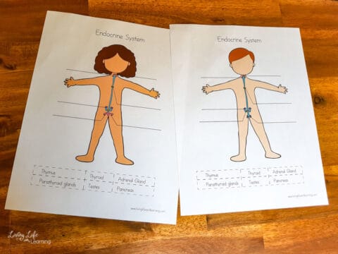 Elementary Endocrine System Worksheets: Human Body Printable