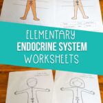 Elementary Endocrine System Worksheets