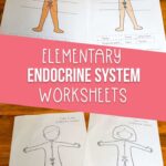 endocrine system worksheets for elementary students