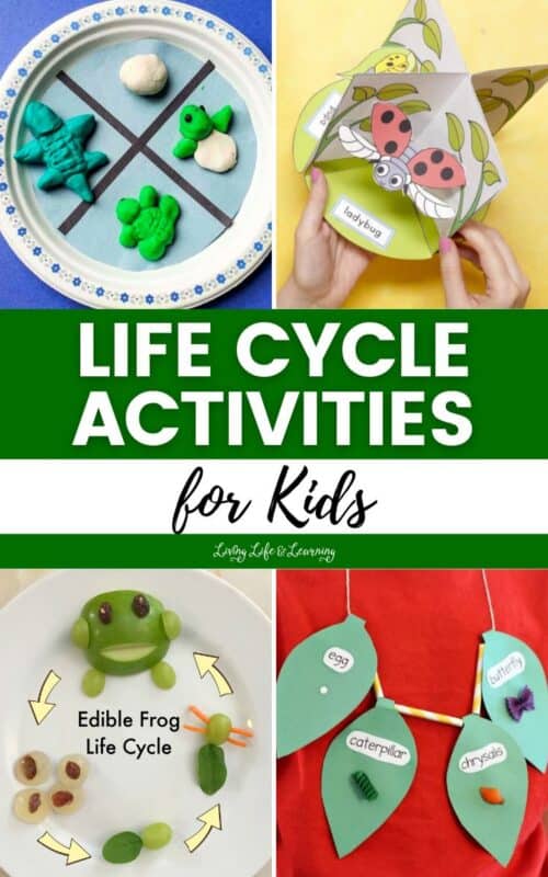 Life Cycle Activities for Kids