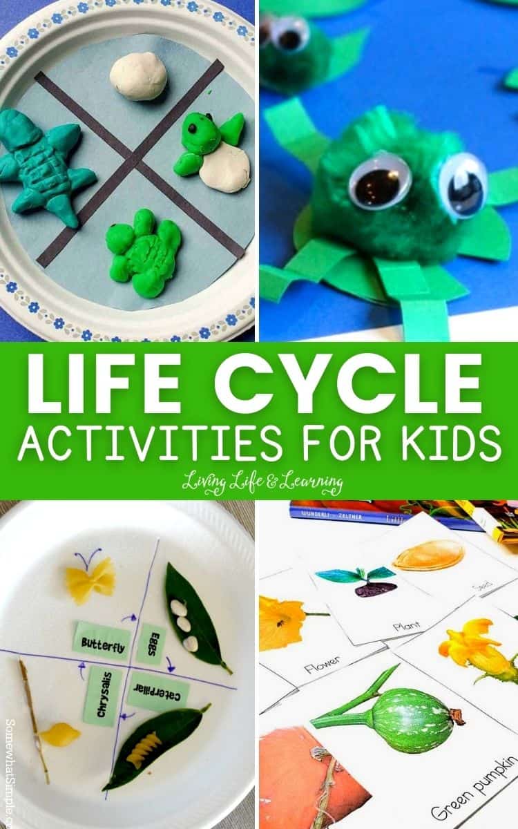 collage of life cycle activities for kids