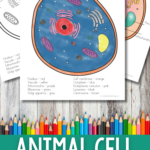Animal Cell Coloring Worksheet