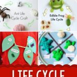 collage of Life Cycle Activities for Kids