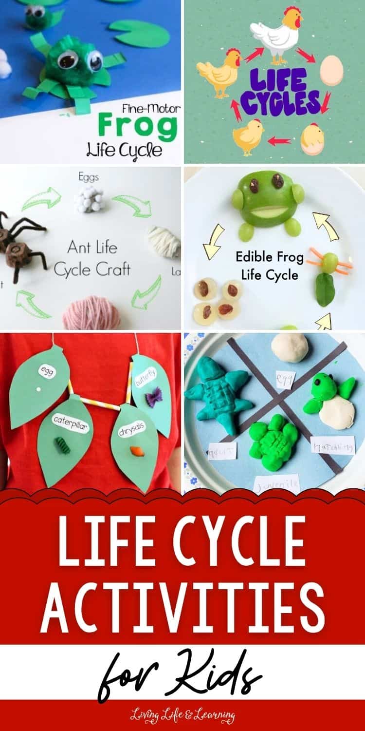 Life Cycle Activities for Kids