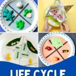 collage of Life Cycle Activities for Kids
