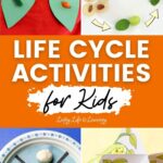 collage of Life Cycle Activities for Kids