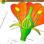 Parts of a Flower Worksheet on a table