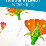 Elementary Parts of a Flower Worksheet