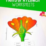 Parts of a Flower Worksheets