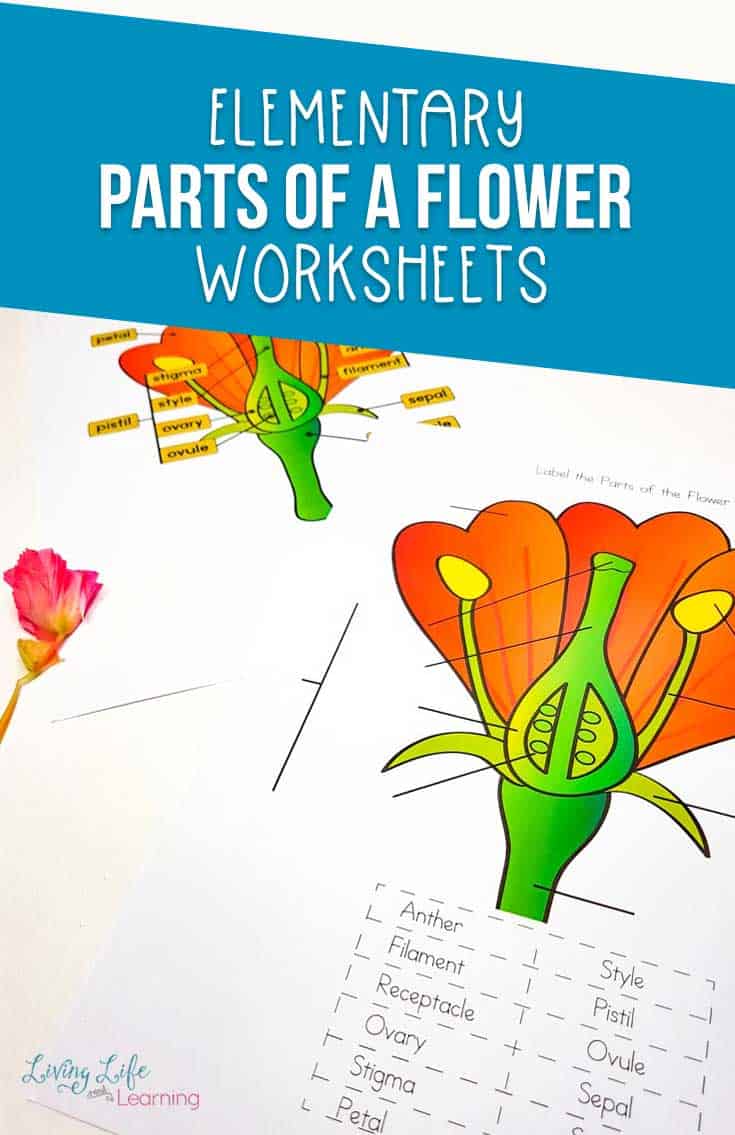 This parts of a flower worksheet is perfect for learning about flowers, while you're growing your own with your little gardeners. 