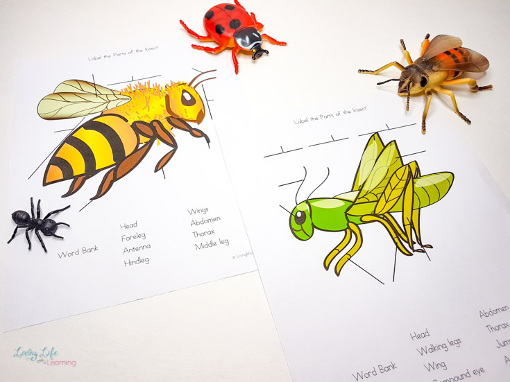 Parts Of An Insect Worksheet