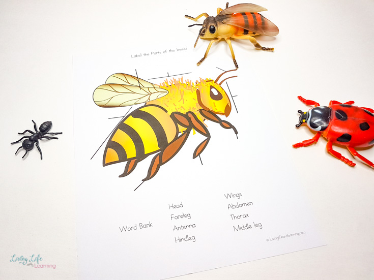 Parts of a bee worksheet