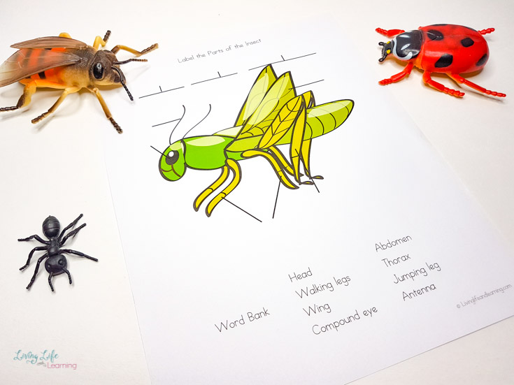 Parts of an insect worksheets