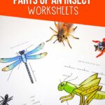 Parts of an Insect Worksheet