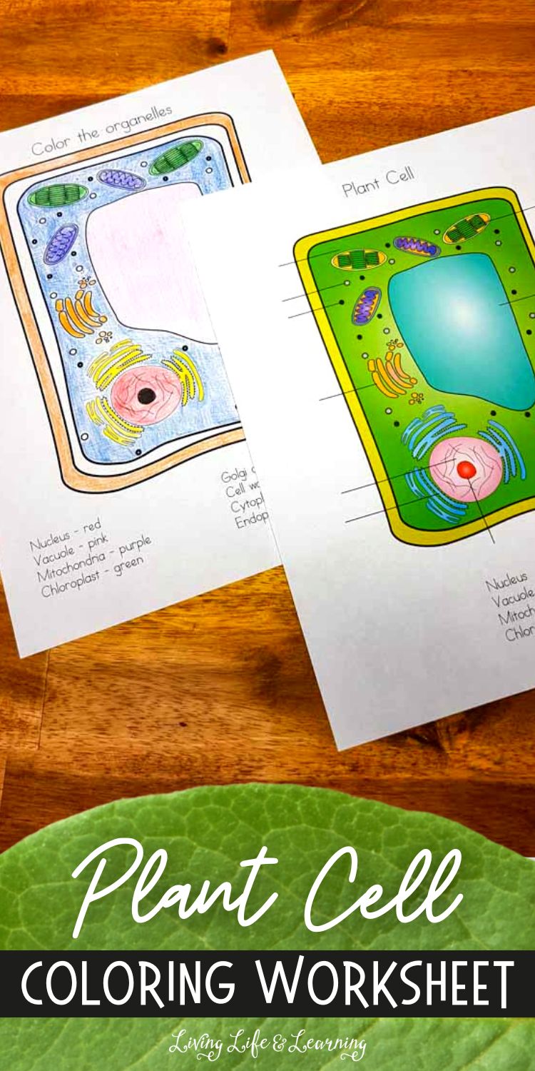 Plant Cell Coloring Worksheet