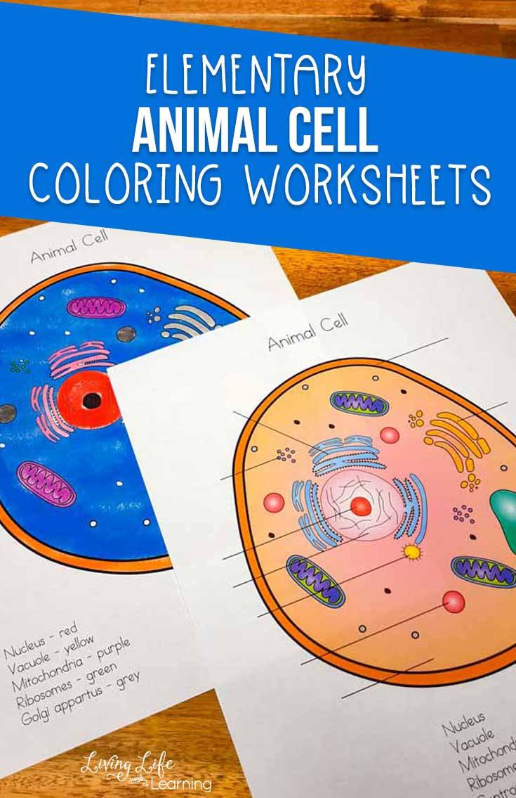 Animal Cell Coloring Worksheet Regarding Animal Cell Coloring Worksheet