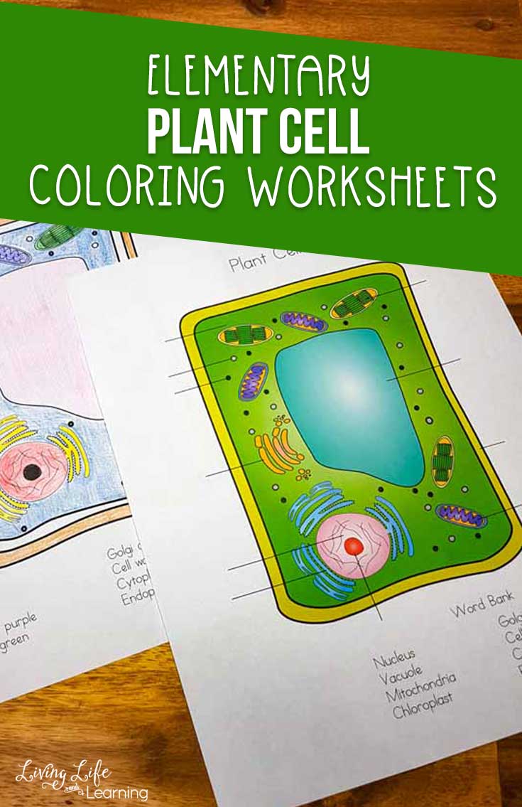 Plant Cell Coloring Worksheet Intended For Plant Cell Coloring Worksheet
