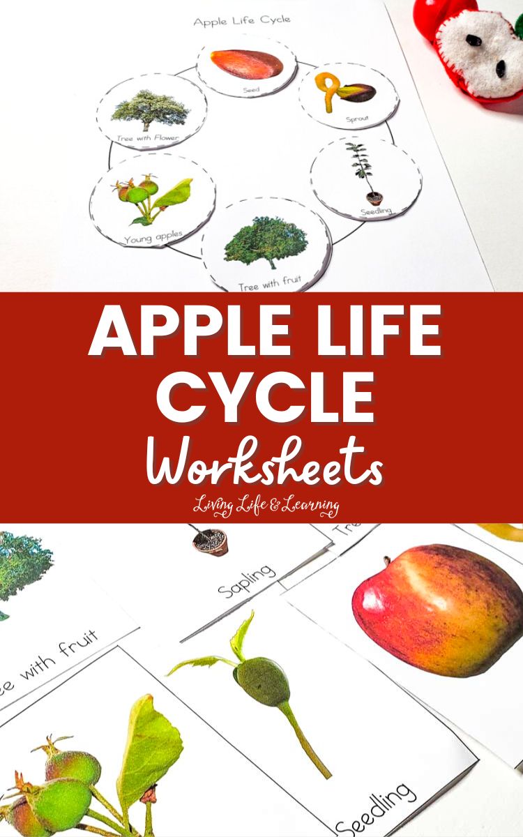 Apple Life Cycle Worksheets