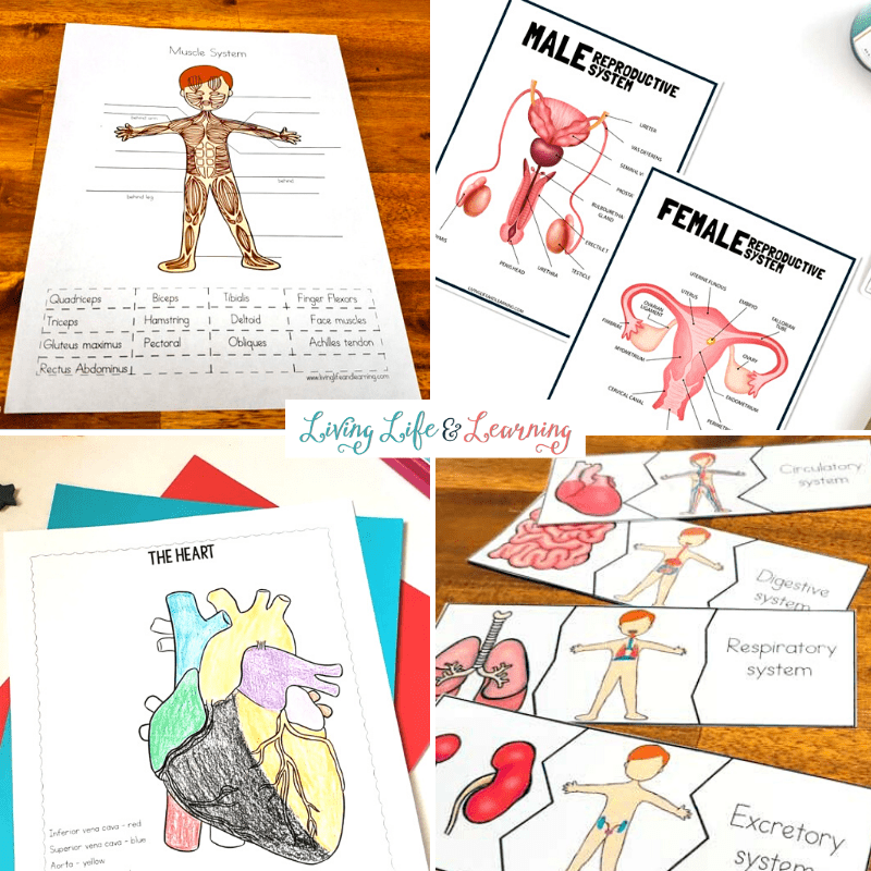 Human Body Worksheets for Kids