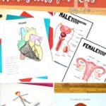Human Body Worksheets for Kids