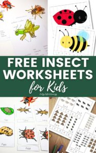 Free Insect Worksheets for Kids