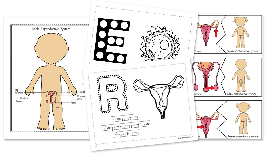 Reproductive system for early learning