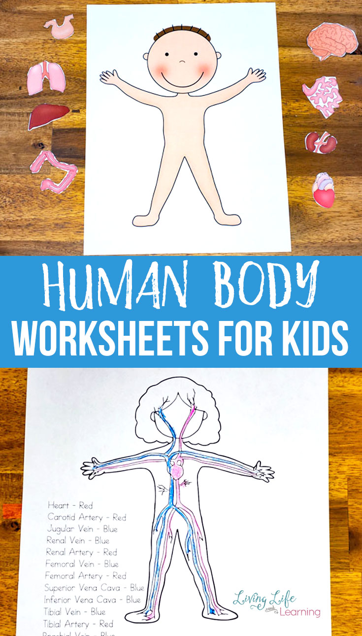 Human Body Worksheets for Kids With Inside The Living Body Worksheet