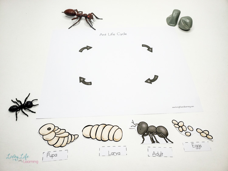 There is an Ant Life Cycle Worksheet on a table.