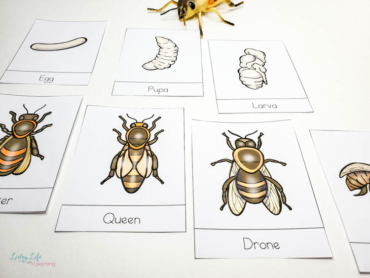 free bee activity printables homemade heather free bee life cycle