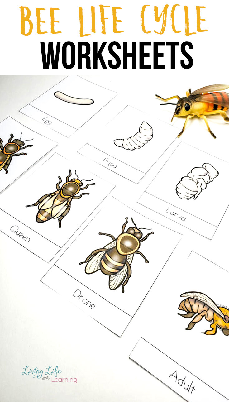 Printable Bee Life Cycle Worksheet