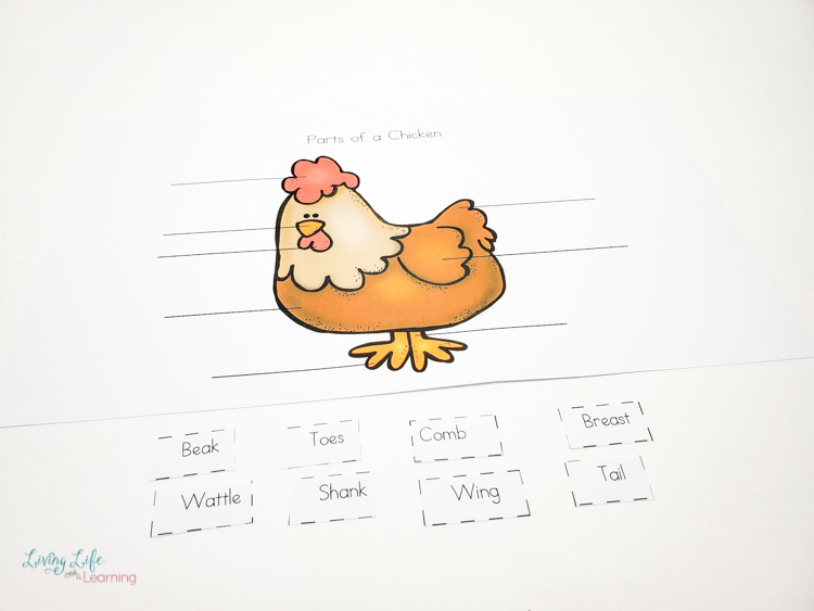 Parts of a chicken worksheet