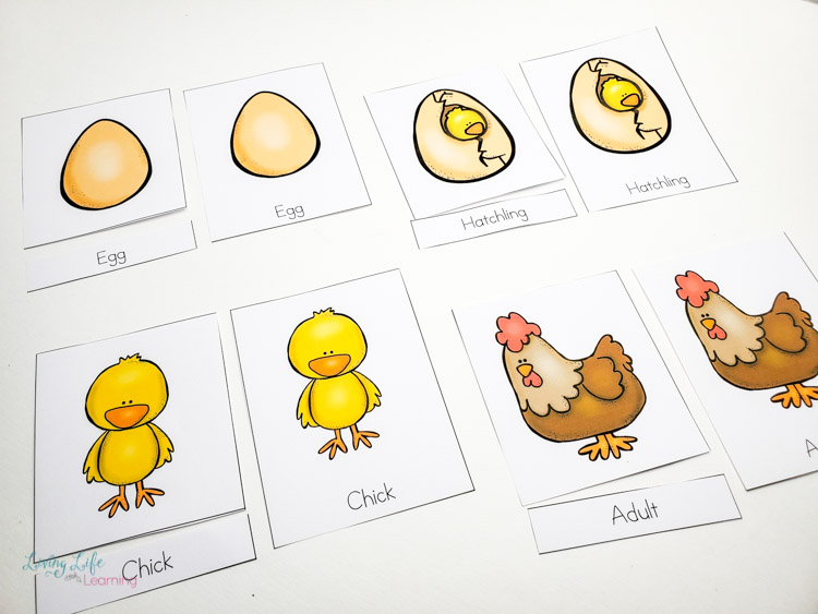 Life cycle of a chicken vocabulary cards