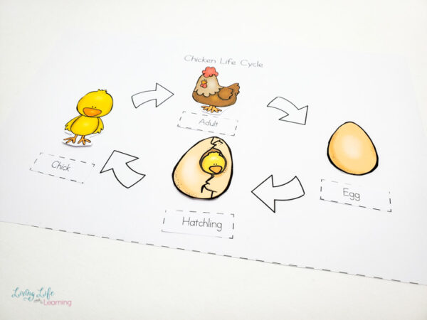 Chicken Life Cycle Worksheets for Kids