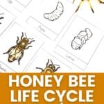 Honey Bee Life Cycle Worksheets