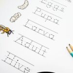 Honey Bee Life Cycle Worksheets