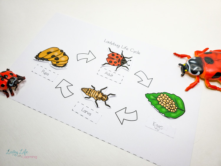 Ladybug life cycle worksheet