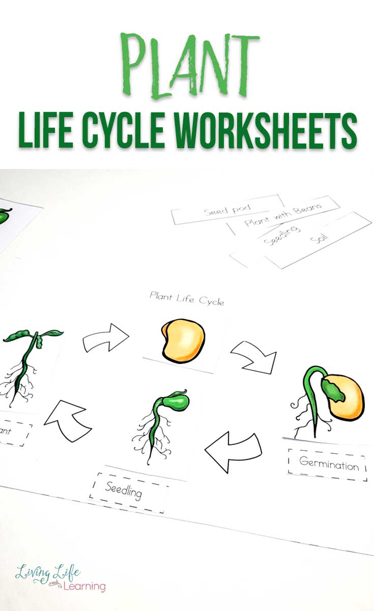 Plant life cycle worksheets