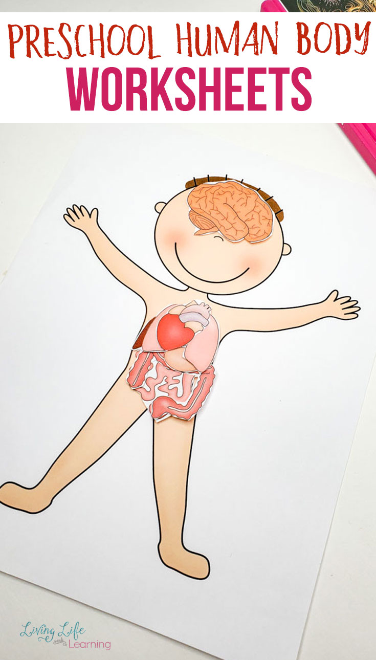 Preschool Human Body Printables Inside Inside The Living Body Worksheet